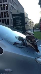 Yes, this kookaburra is real, it flew off and I have a photo of in the process of flight.
