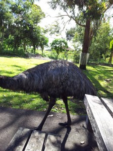 Emu Tower Hill
