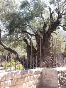Old old olive tree